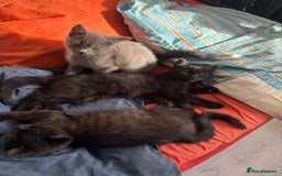 British Shorthair cats for sale: Half Breed British Short Hair Kittens  - Image 2