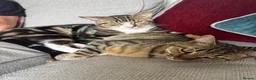 Bengal cats for sale: Bengal Brother and Sister  - Advert 10