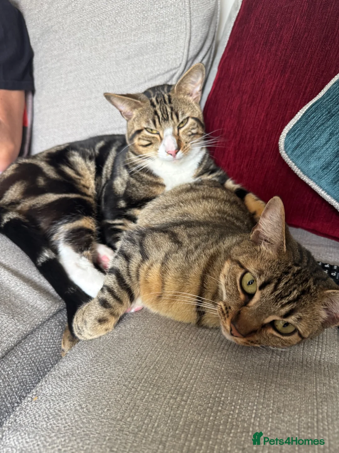 Bengal cats for sale: Bengal Brother and Sister  - Advert 10