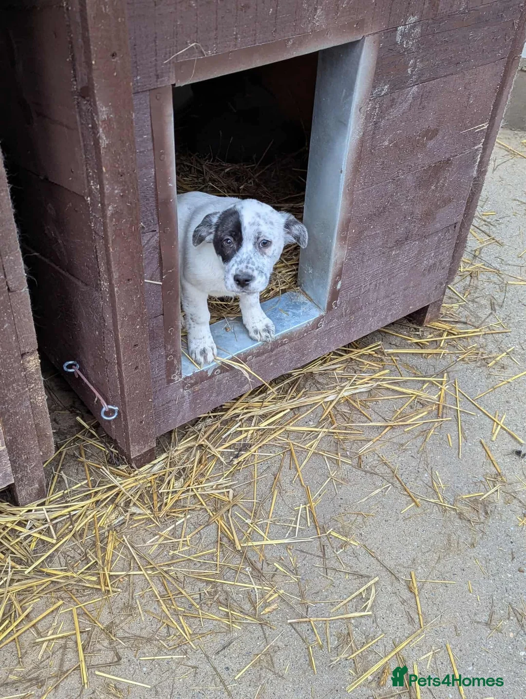 Mixed Breed dogs for adoption: Patch 🤎 - Advert 2