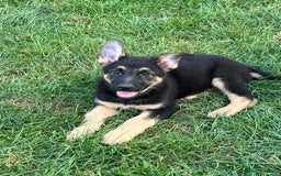 German Shepherd dogs for sale: REDUCE PRICE  - Image 19