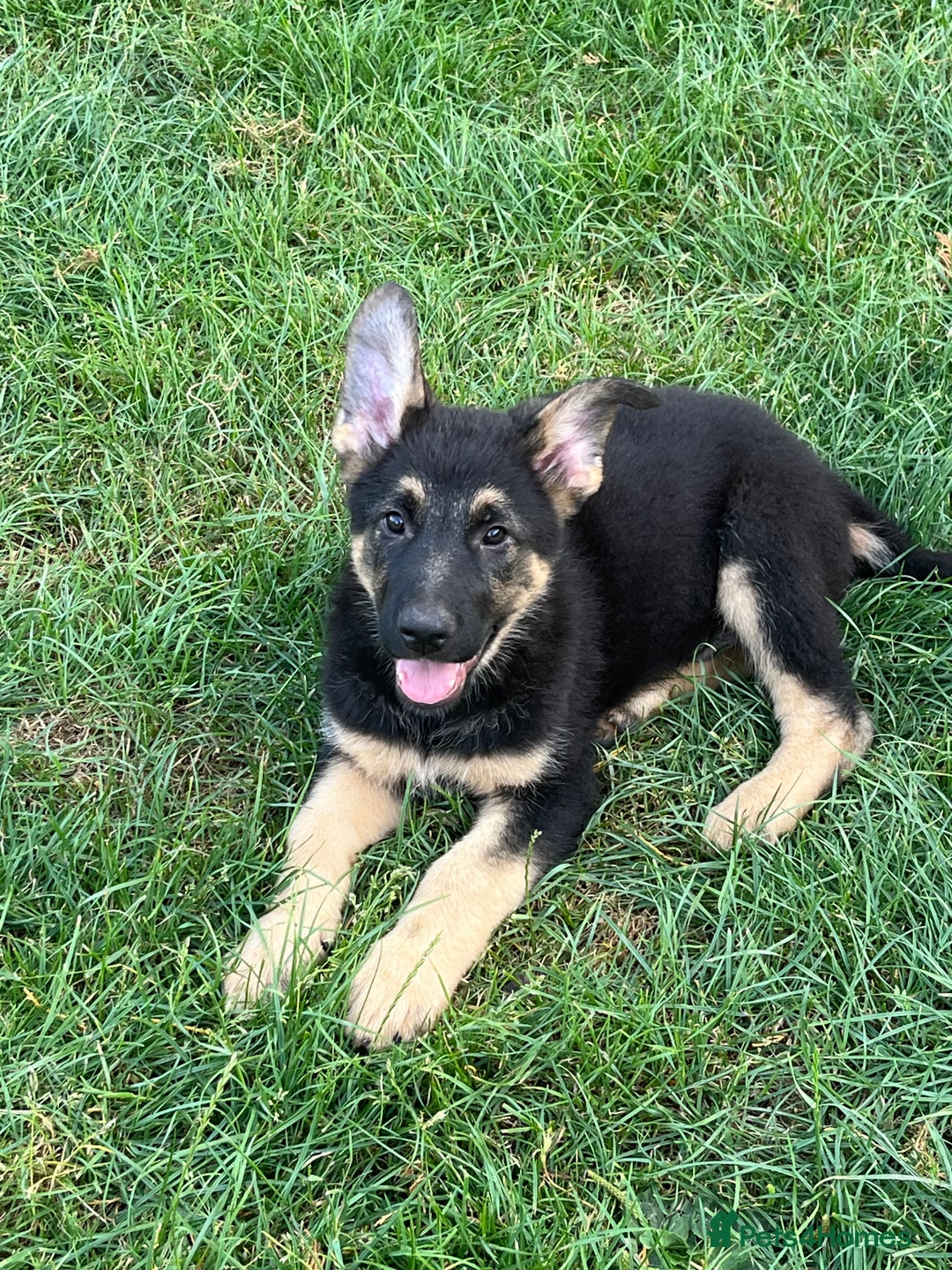 German Shepherd dogs for sale: REDUCE PRICE  - Image 19
