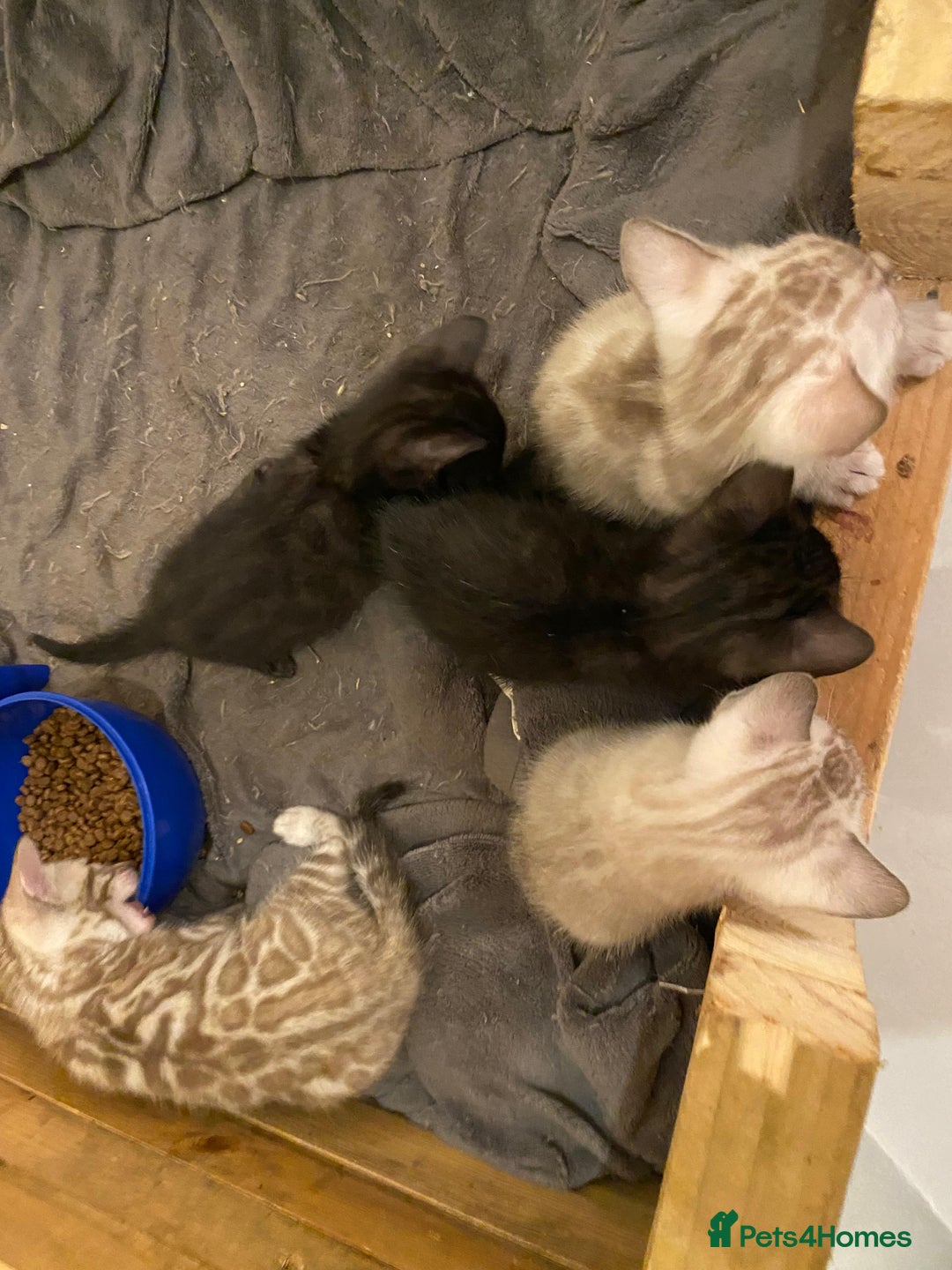 Bengal cats for sale: 🔥✨ Pedigree TICA-Registered Bengal Kittens - Image 4