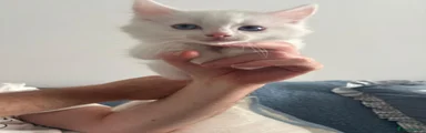 Ragdoll 4
