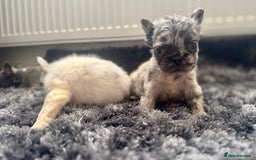 French Bulldog dogs for sale: French bulldogs - Image 18