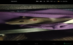 Rat rodents for sale: Female Rat free to a good home  - Image 2