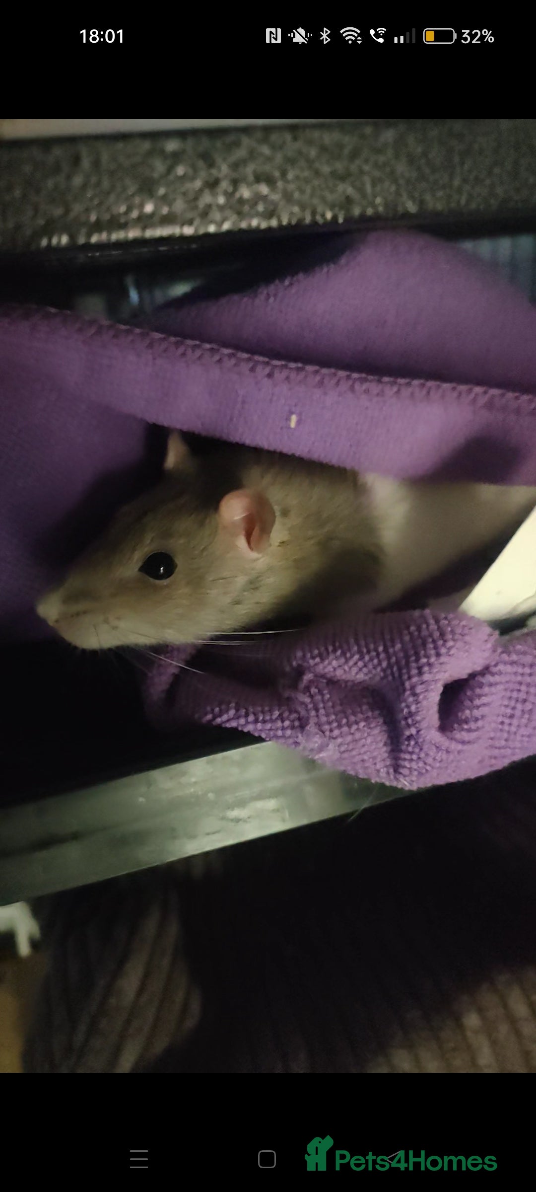Rat rodents for sale: Female Rat free to a good home  - Image 2