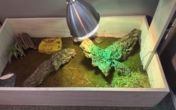 Hermann Tortoise reptiles for sale: Young tortoise with a full setup.  - Image 2