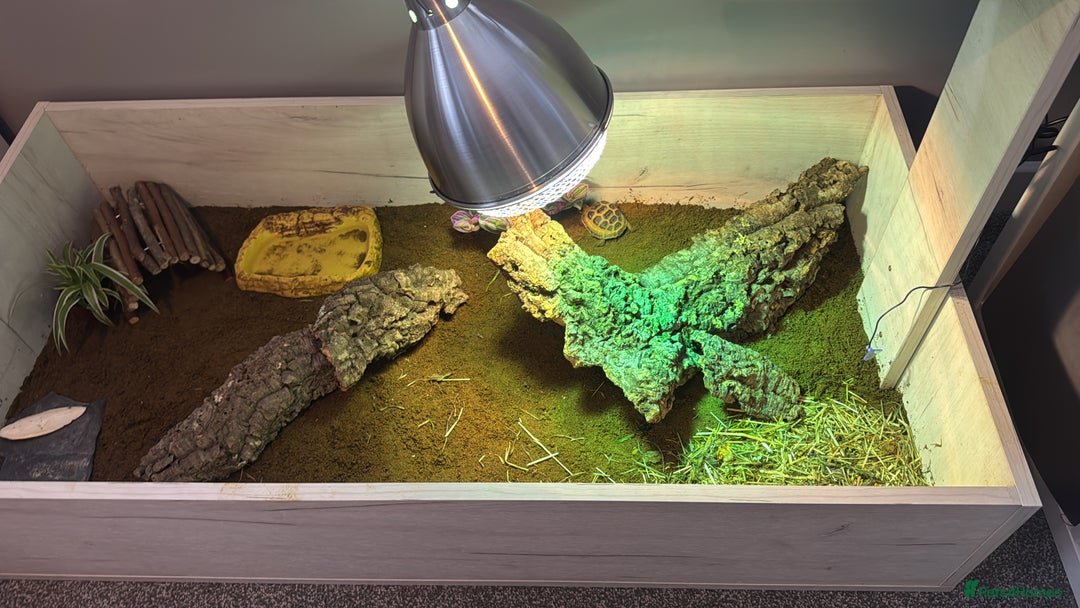 Hermann Tortoise reptiles for sale: Young tortoise with a full setup.  - Image 2