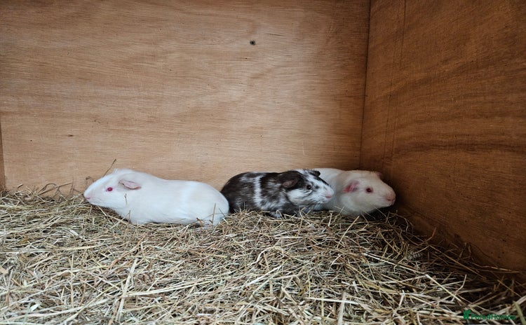 Guinea Pig rodents - Advert 4