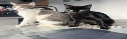 Mixed Breed cats for sale: Kittens/cats looking for their forever home in Luton - Advert 11