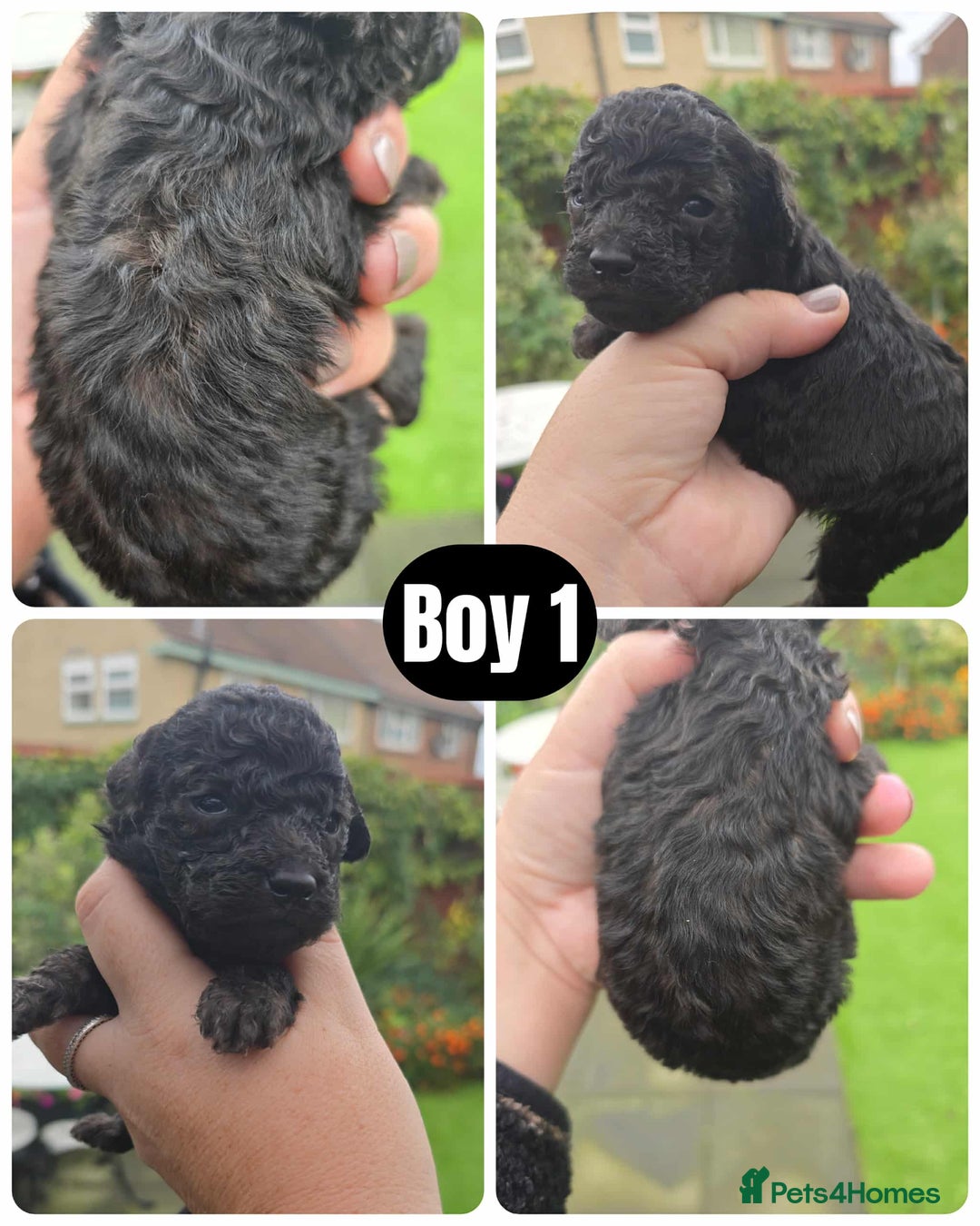 Toy Poodle dogs for sale: Stunning toy poodle puppies  - Image 4