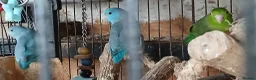 Mixed Breed birds for sale: Parrotlets Celestial  Parrotlets  - Advert 15