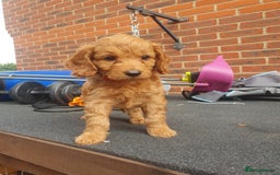 Cockapoo dogs for sale: 2nd generation cockapoo pups - Image 27