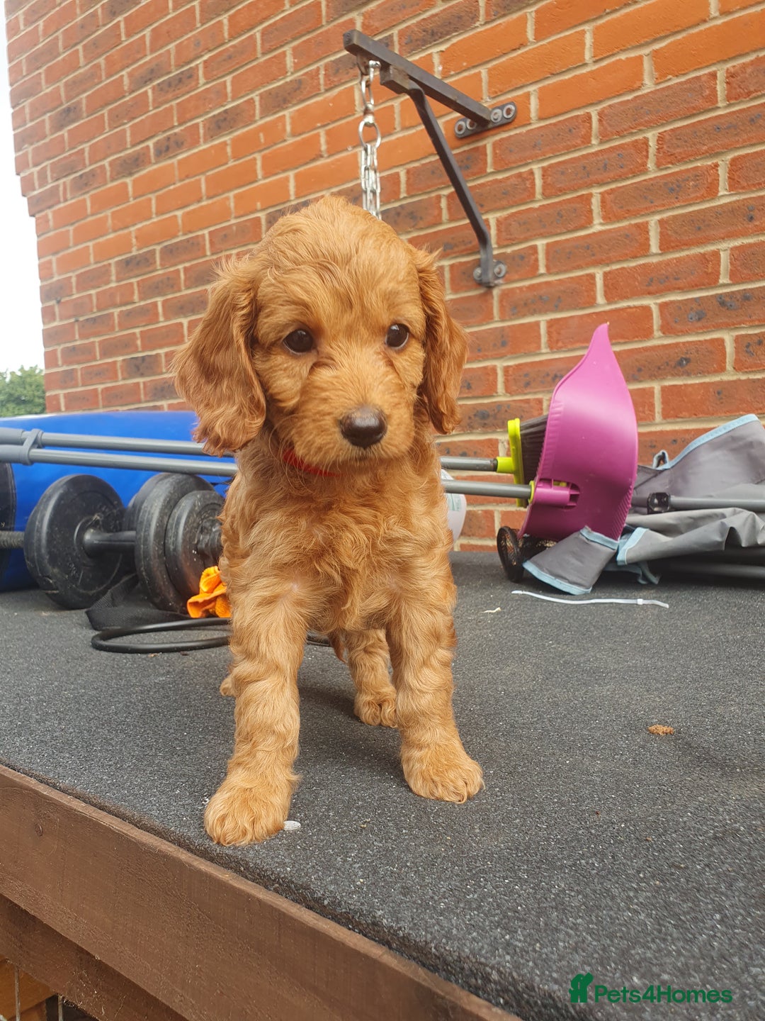 Cockapoo dogs for sale: 2nd generation cockapoo pups - Image 27