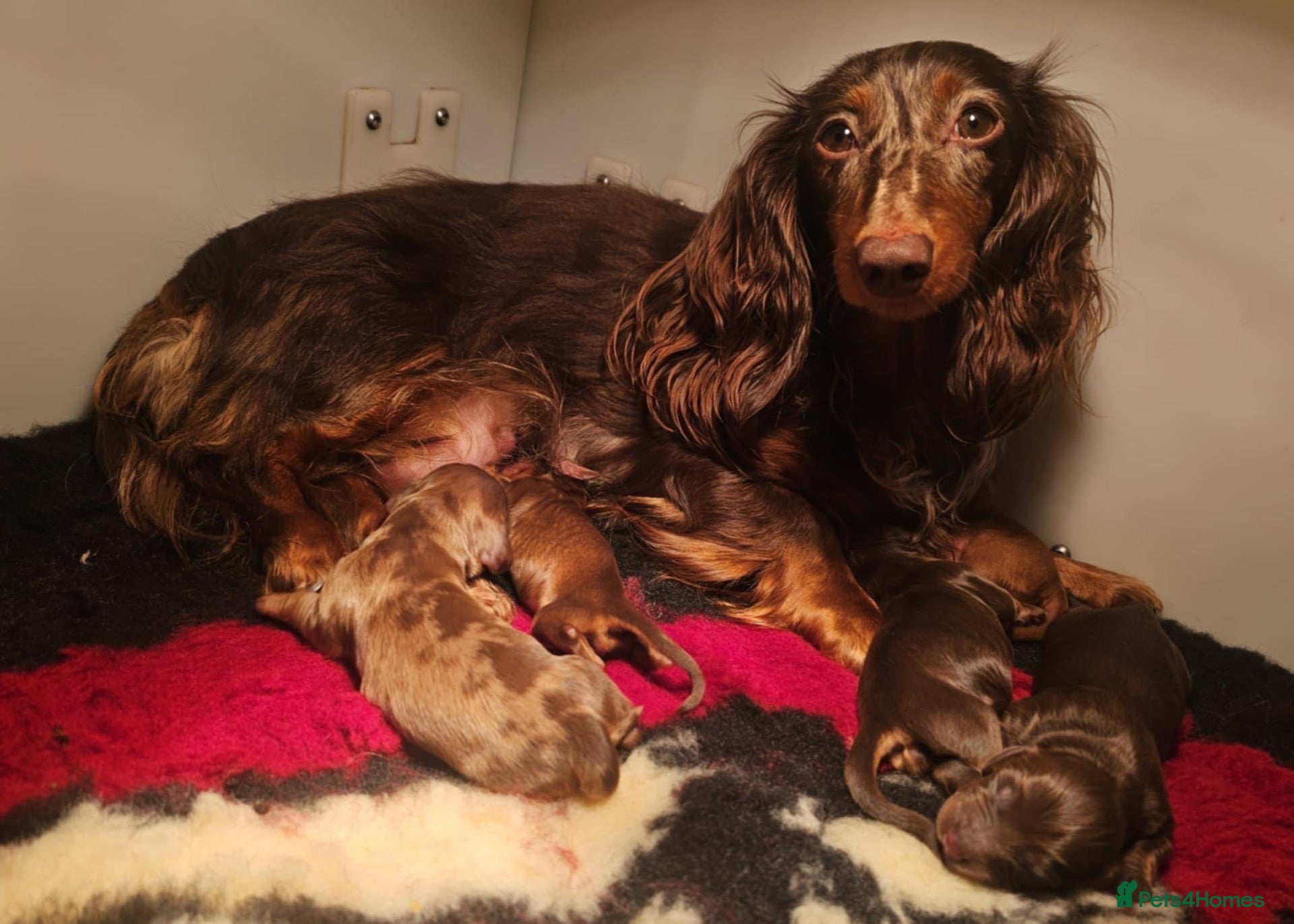 Miniature Dachshund dogs for sale: Kc registered long haired miniature dachshunds  - Advert 2