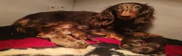 Miniature Dachshund dogs for sale: Kc registered long haired miniature dachshunds  in Warrington - Advert 1