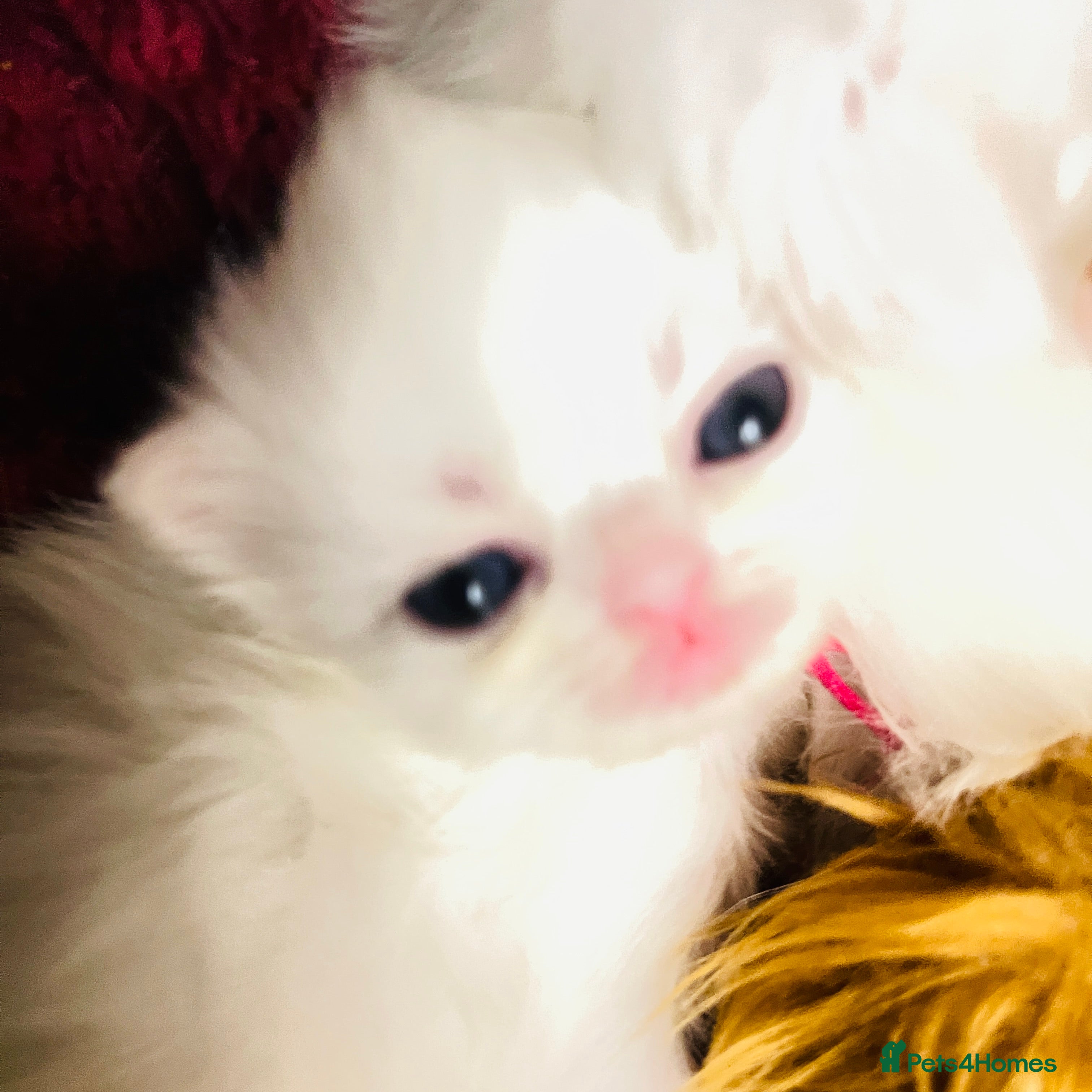 Persian cats ♥️🍃 ꨁ EXOTIC PERSIAN DOLL FACE KITTENS FOR SALE - Advert 10