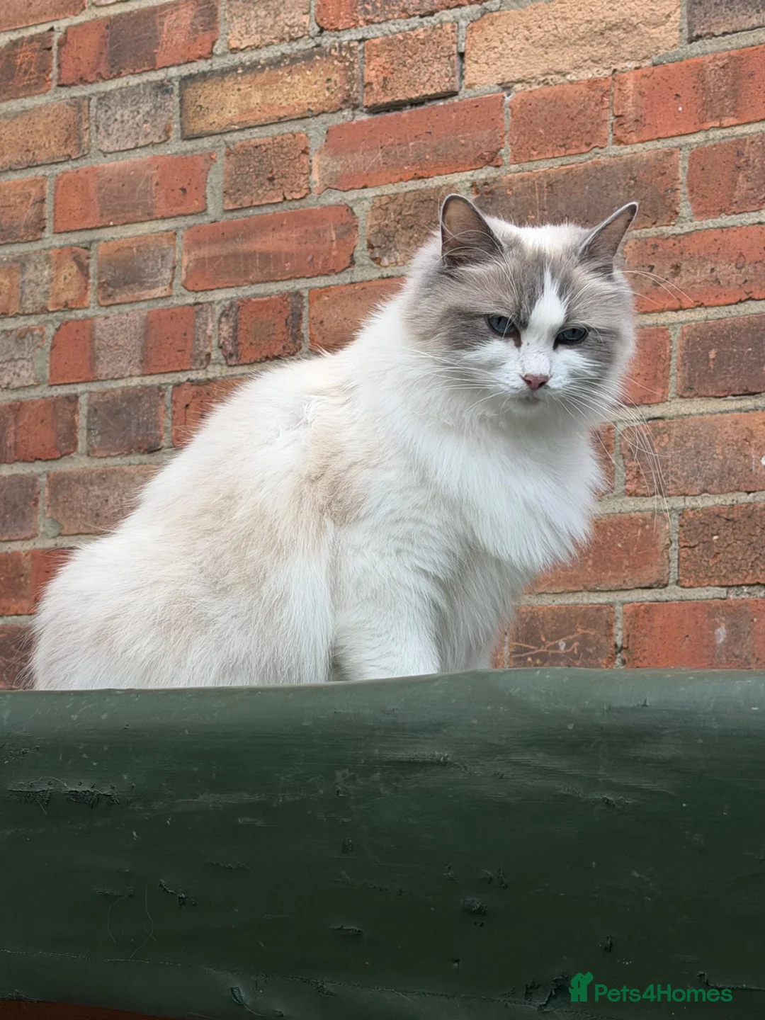 Ragdoll cats for sale: 4 Full Breed Ragdolls - Advert 13