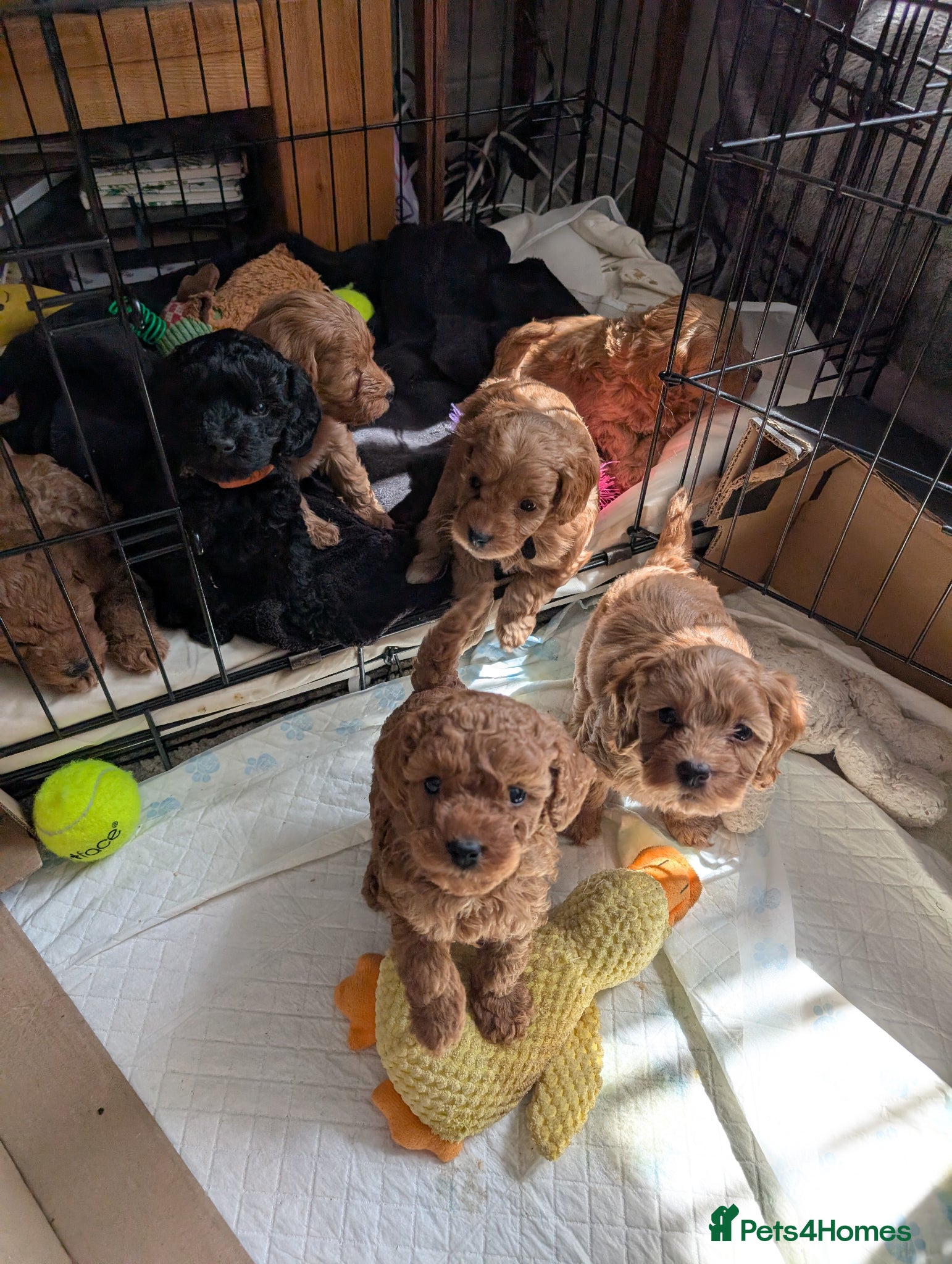 Cockapoo dogs Cockerpoo puppies for sale - Advert 5