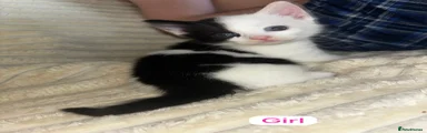 Mixed Breed Kitten 4