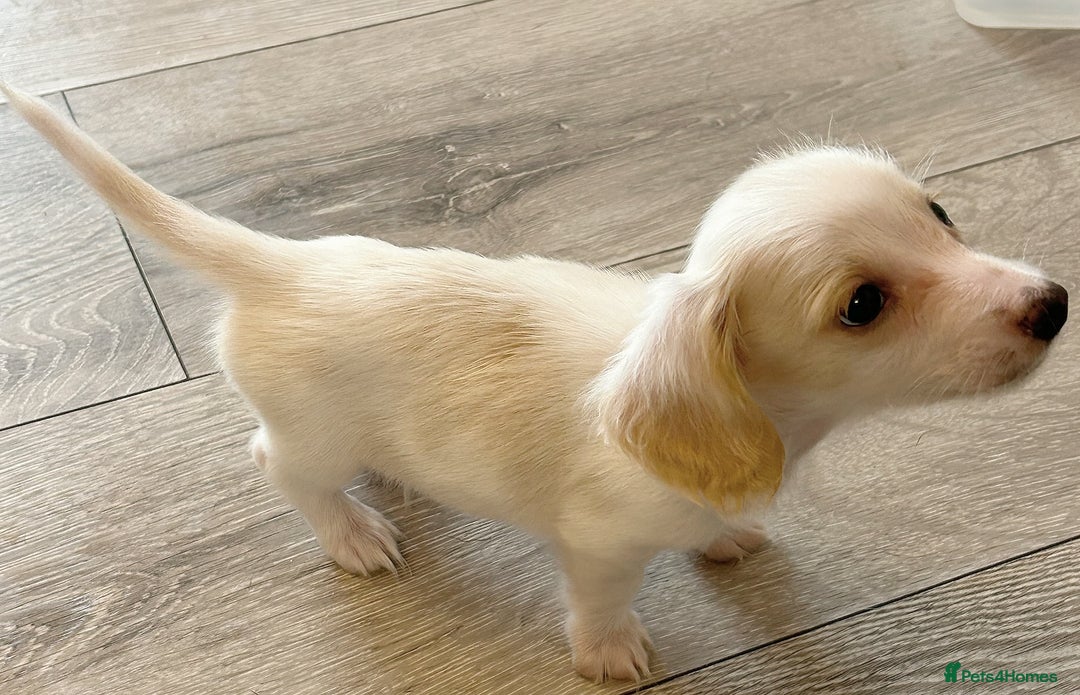 Miniature Dachshund dogs for sale: ** 1 LITTLE BOY LEFT **Longhaired dachshund pups  - Advert 8
