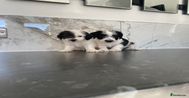 Jackapoo dogs - Advert 2