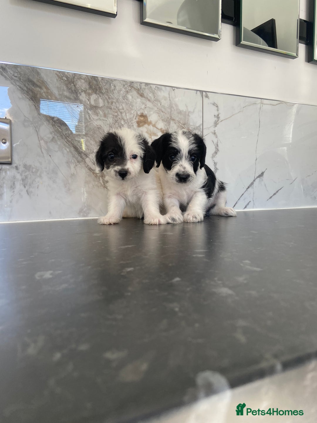 Jackapoo dogs for sale: Jackapoo puppies mini poodle very small - Image 2
