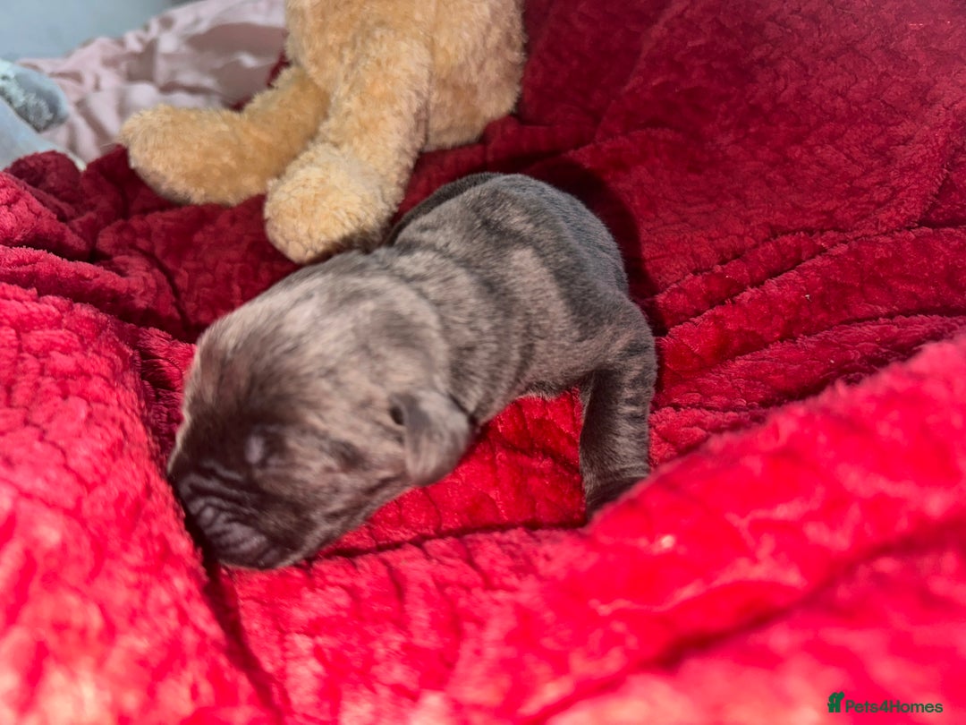 Cane Corso dogs for sale: Purebred Cane Corso  - Advert 14