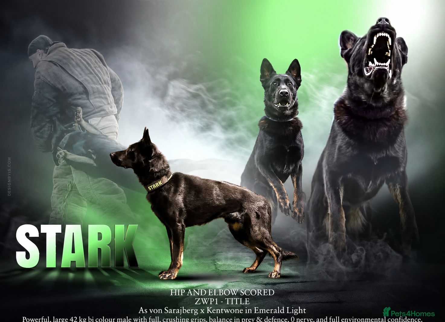 German Shepherd dogs 🏅BEST WORKING LINE SHEPHERD IN UK🏅 - Advert 4
