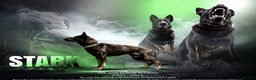 German Shepherd dogs for stud: 🏅BEST WORKING LINE SHEPHERD IN UK🏅 - Advert 1