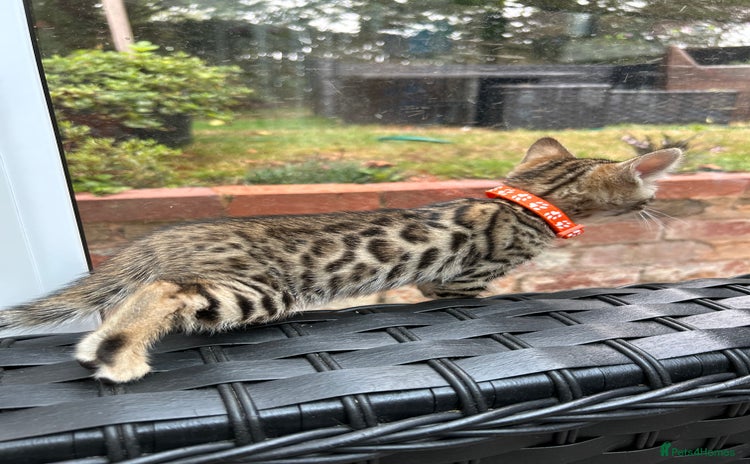 Bengal cats - Advert 7