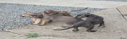 Irish Wolfhound dogs for sale: Irish Wolfhound Puppies  - Advert 8