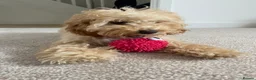 Cockapoo dogs for sale: 7 month old Apricot Cockapoo in Redcar - Advert 1