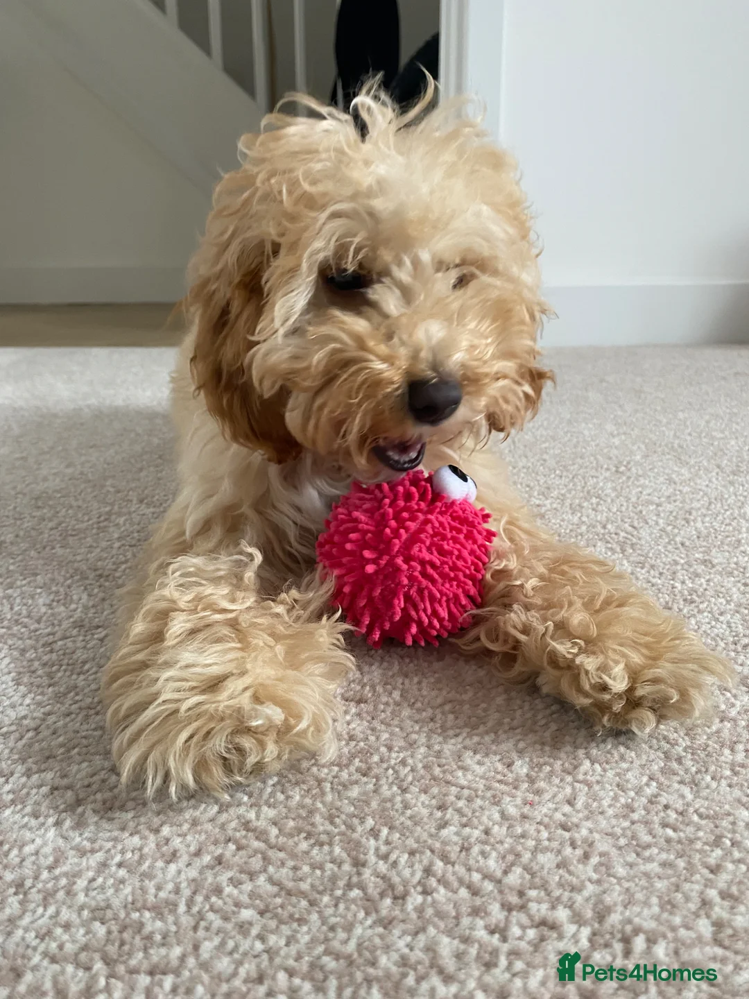 Cockapoo dogs for sale: 7 month old Apricot Cockapoo in Redcar - Advert 1