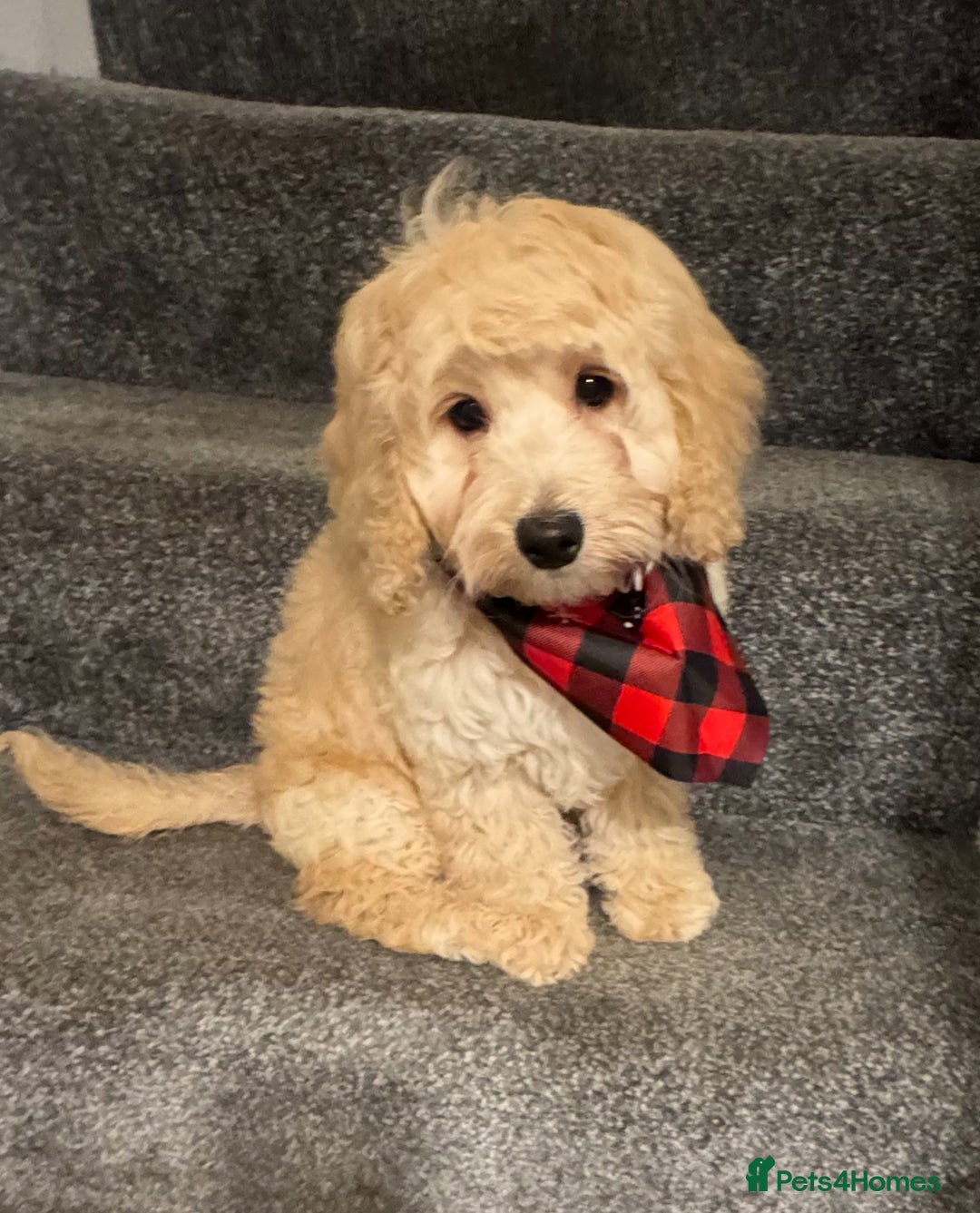 Cockapoo dogs for sale: Beautiful cockapoo puppy ready now xxx - Advert 7