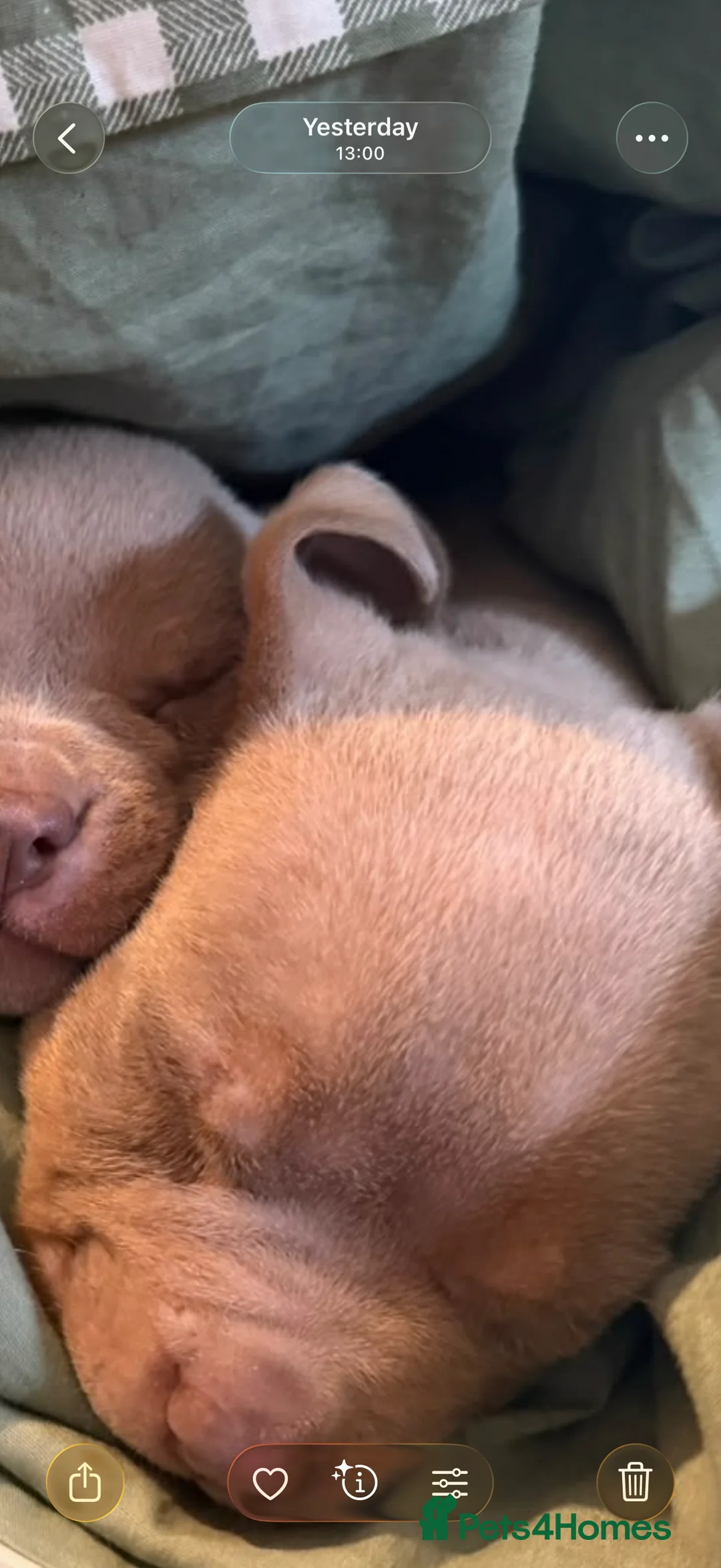 Shorty Bull dogs for sale: Two male pocket bullies  - Advert 2