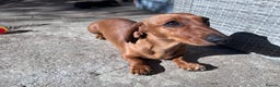 Miniature Dachshund dogs for sale: Mini female for rehome  - Advert 3
