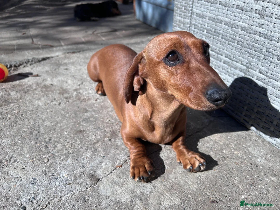 Miniature Dachshund dogs for sale: Mini female for rehome  - Advert 3