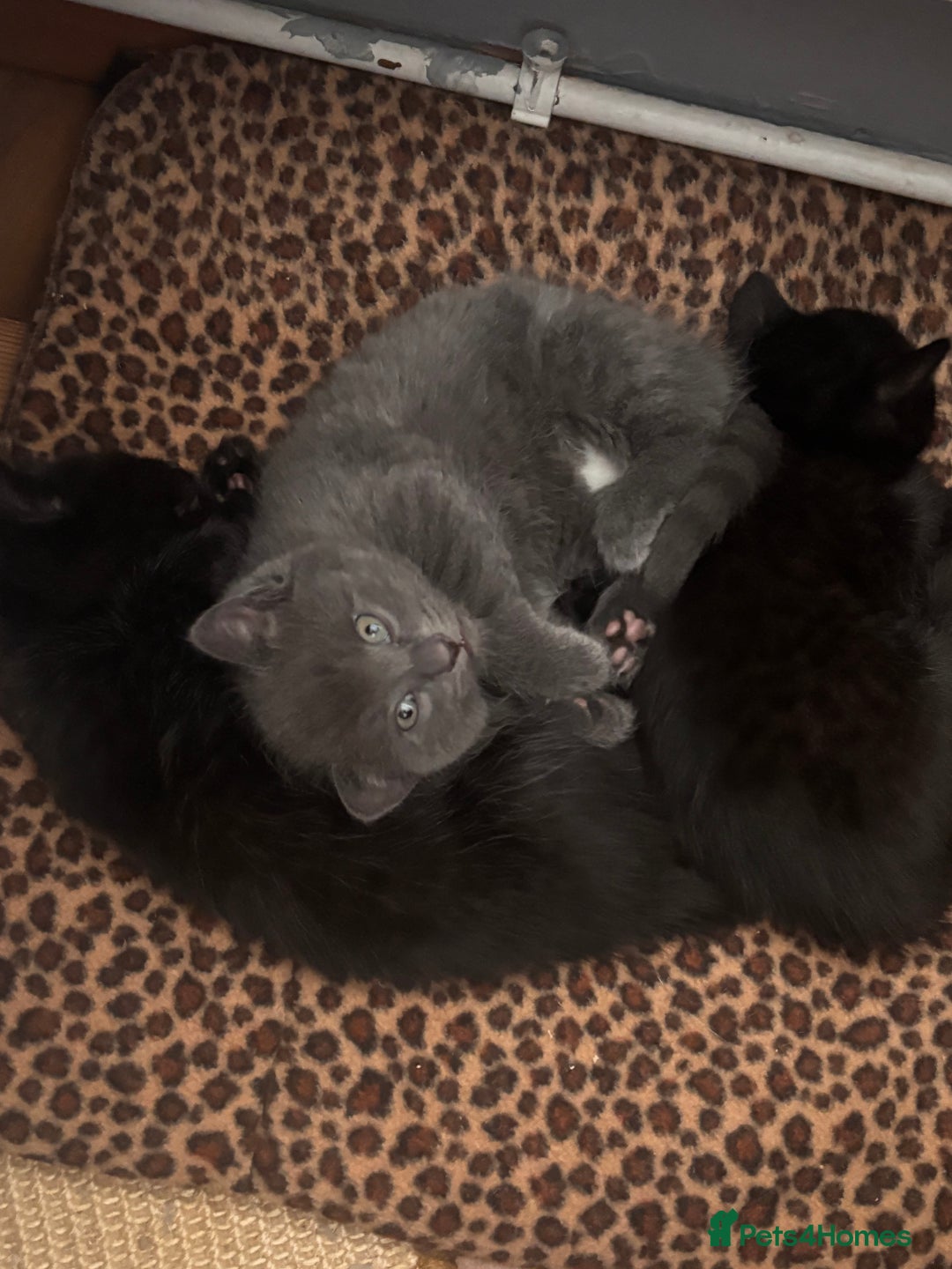 Domestic Shorthair cats for sale: 4 beautiful kittens for sale  - Advert 10