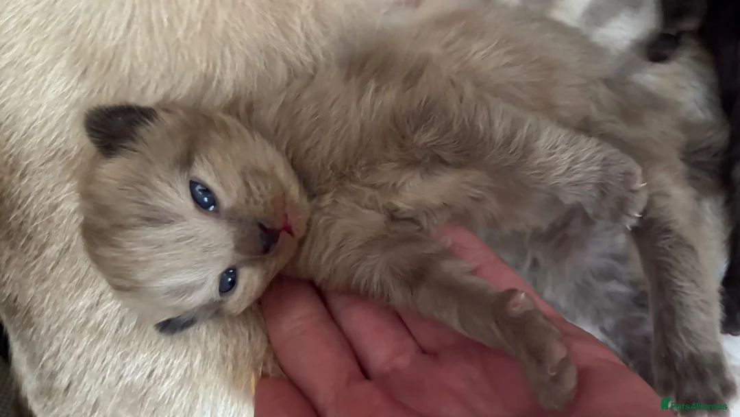 Mixed Breed cats for sale: Siamese/domestic shorthair kittens - Advert 2
