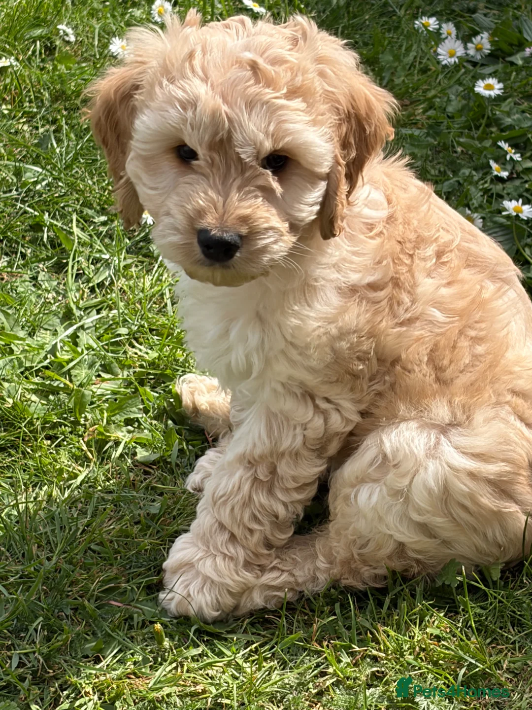 Cockapoo dogs for sale: READY NOW F1 Cockapoo boys  - Advert 1