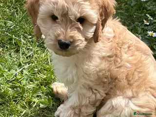 Cockapoo dogs READY NOW F1 Cockapoo boys - Advert 15