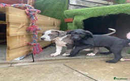 Mixed Breed dogs for sale: NORTH AMERICAN MASTIFF - Image 9