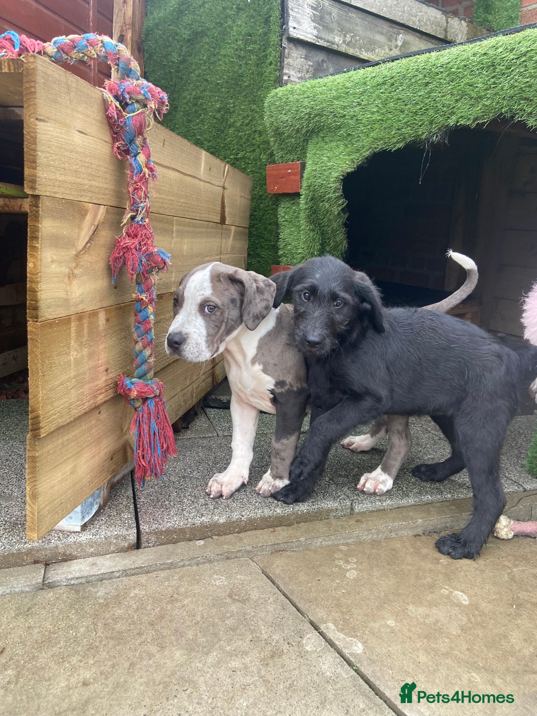 Mixed Breed dogs for sale: NORTH AMERICAN MASTIFF - Image 9