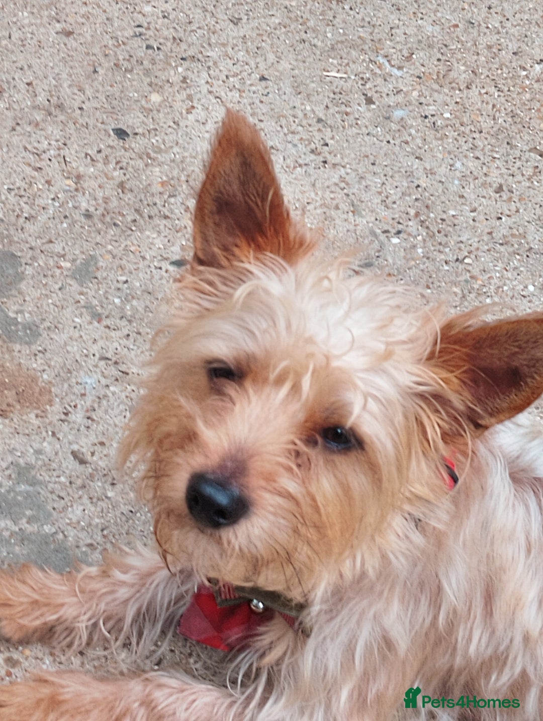 Yorkshire Terrier dogs for sale: teddy - Image 2