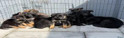 German Shepherd dogs for sale: German shepherd pups  in Dereham - Advert 3