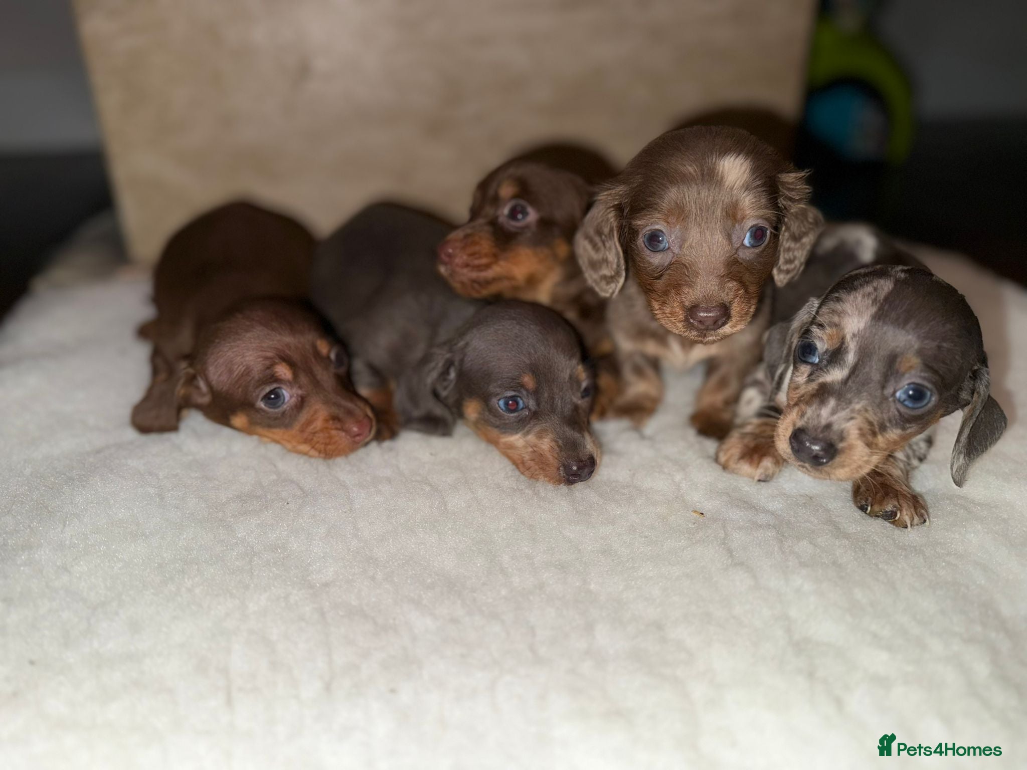 Miniature Dachshund dogs Miniature dachshunds  - Advert 5