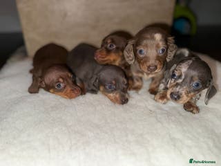 Miniature Dachshund dogs Miniature dachshunds - Advert 18