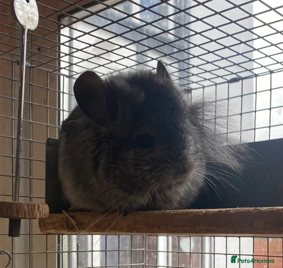 Chinchilla rodents for sale: RPA (Angoran) Chinchilla Boy, 7 months old - Advert 7
